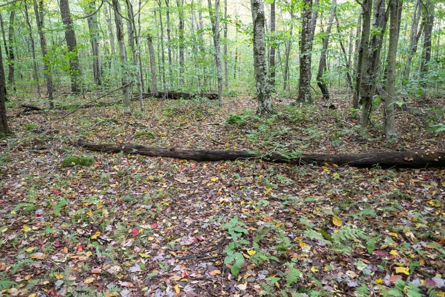 Ridge line of the Mary Smith trail is about 2 miles long.