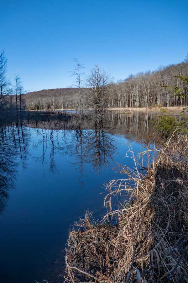 Morton Hill Swamp