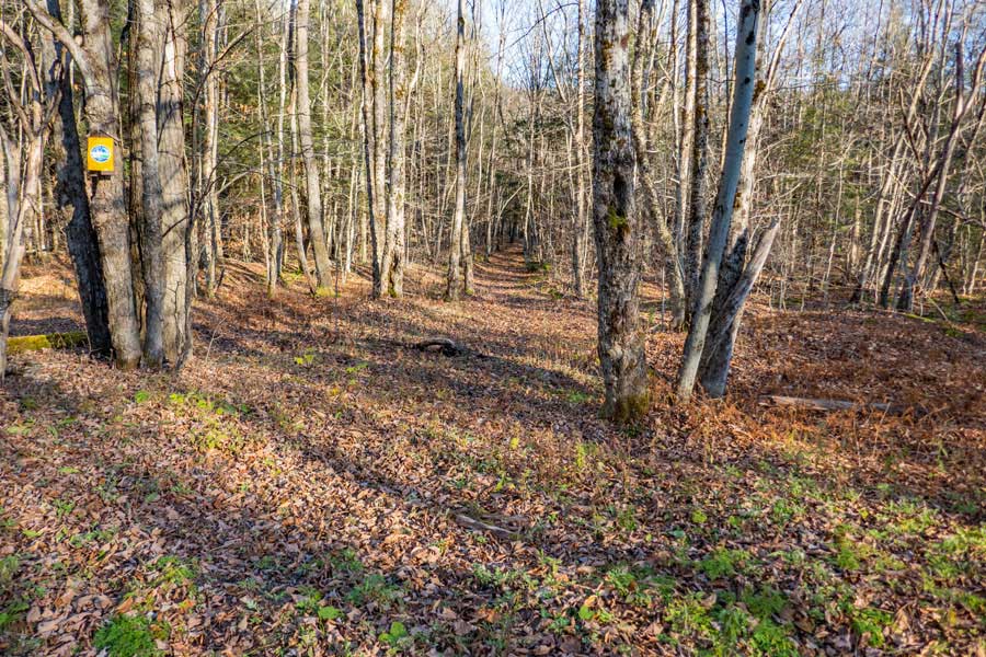 The Morton Hill Swamp Trail