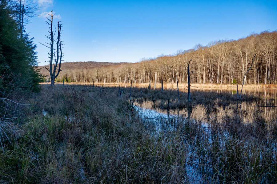 west side of the Morton Hill Swamp