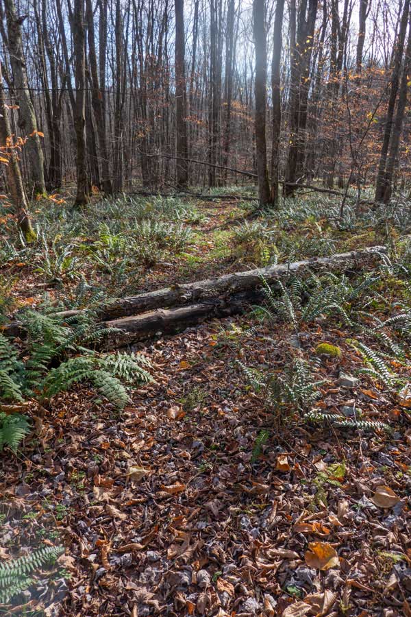 Trail makes a sharp right turn when trail levels off 