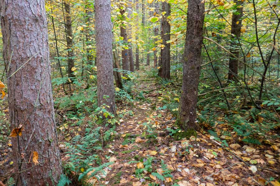 beginning of the northern trailhead for the Pelnor Hollow Trail