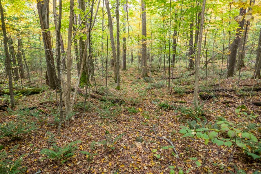 trail below Pelnor Mountain takes a number of unexpected turns  