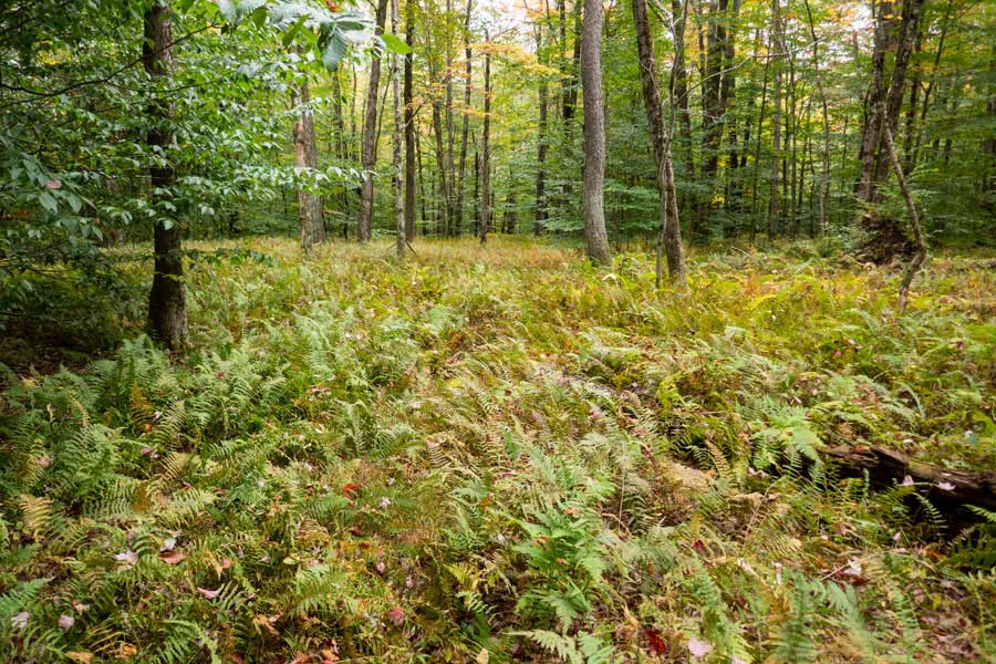 fern glade on the Pelnor Hollow Trail above the Lean-to