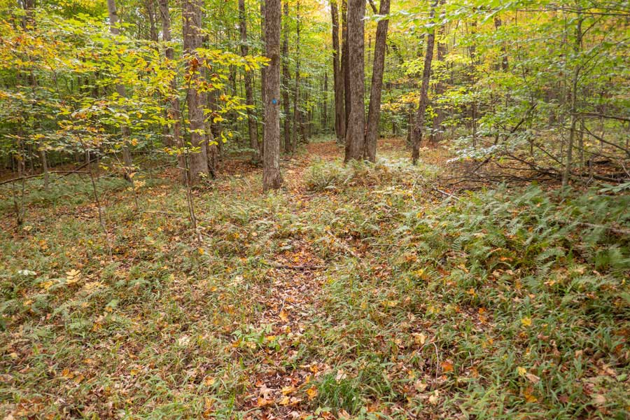 trail from the Pelnor Hollow Lean-to to the Pelnor Hollow Parking Area. 