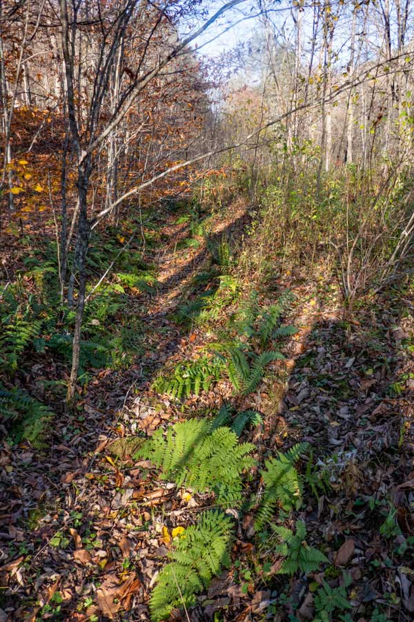 beginning of Russell Brook Road is very overgrown near the southern Mud Pond Trailhead 