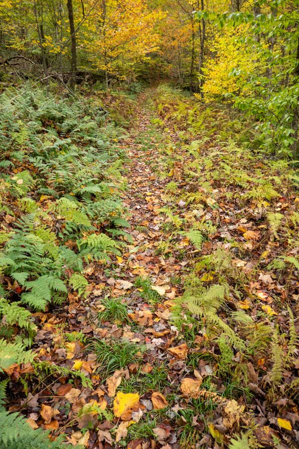 The Trout Pond Trail will then start climb up Campbell Brook Mountain after crossing campbell brook
