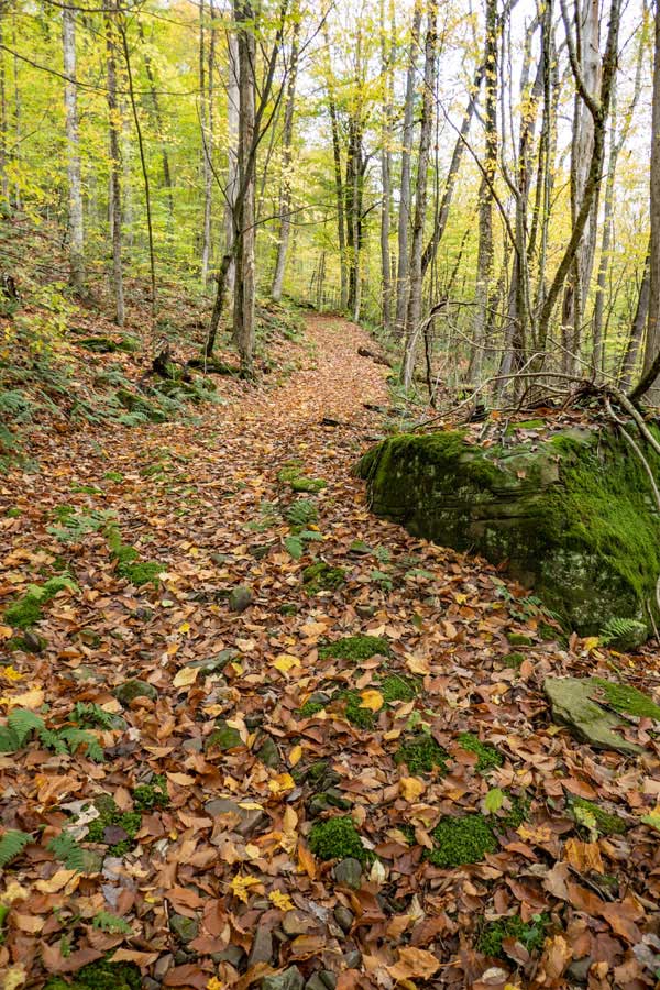  Trout Pond Trail widens up near the top of Campbell Brook Mountain
