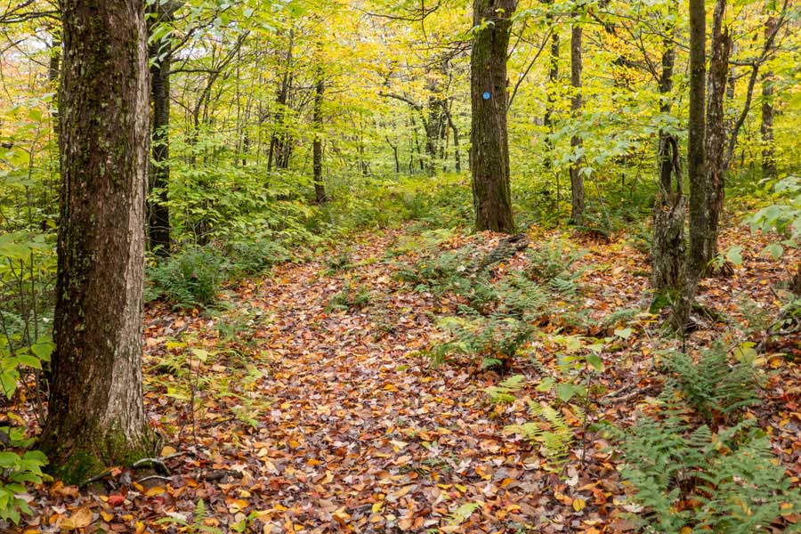 Highest elevation that the Trout Pond Trail takes on Campbell Brook Mountain