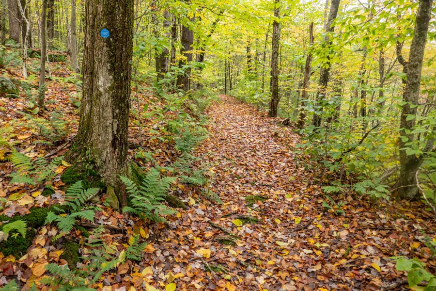 The Trout Pond Trail will then climb uphill for 200 vertical feet before turning to the left