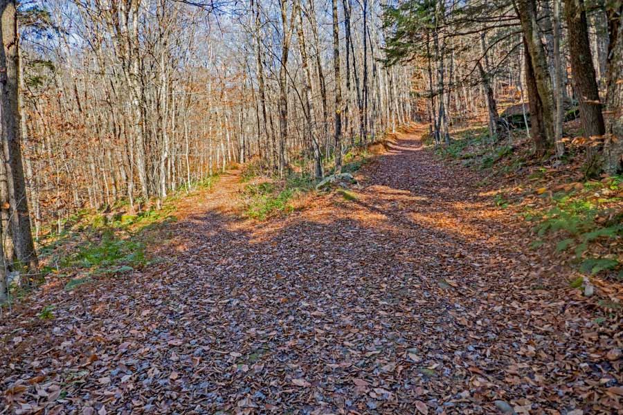 Trail junction with a campsite on the Trout Pond Trail