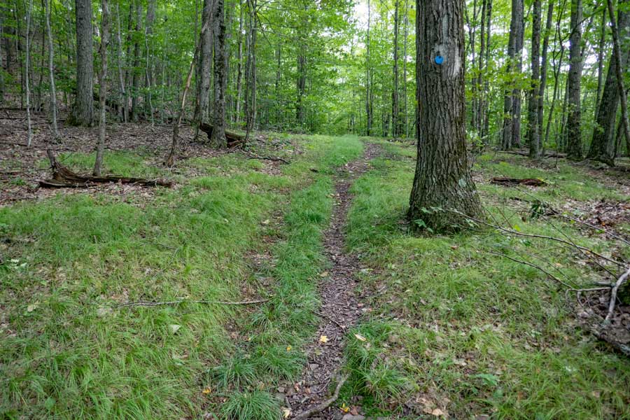 Grassy section of the Dry Brook Ridge Trail