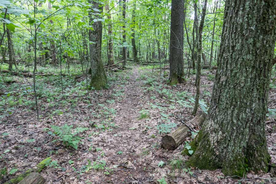 Dry Brook Ridge Trail beyond the Pakatakan Mountain