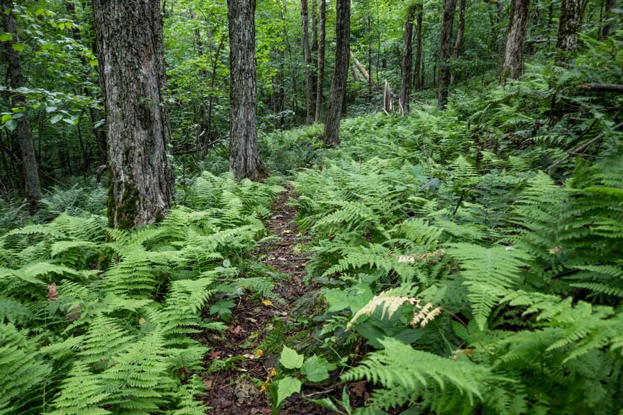 Fern glades at the top of the German Hollow Trail
