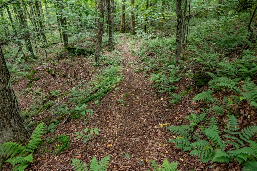 fern glades end on the upper section of the German Hollow Trail