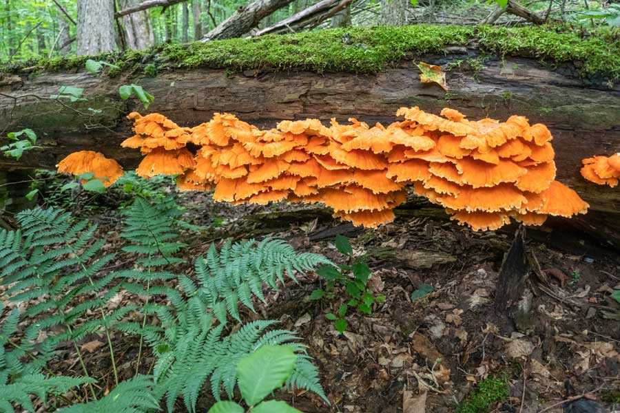 German Hollow has many rare mushrooms and fungi to find in the Dry Brook wild forest
