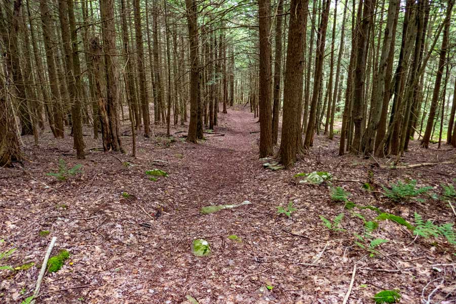 conifer forest on the lower part of the German Hollow Trail