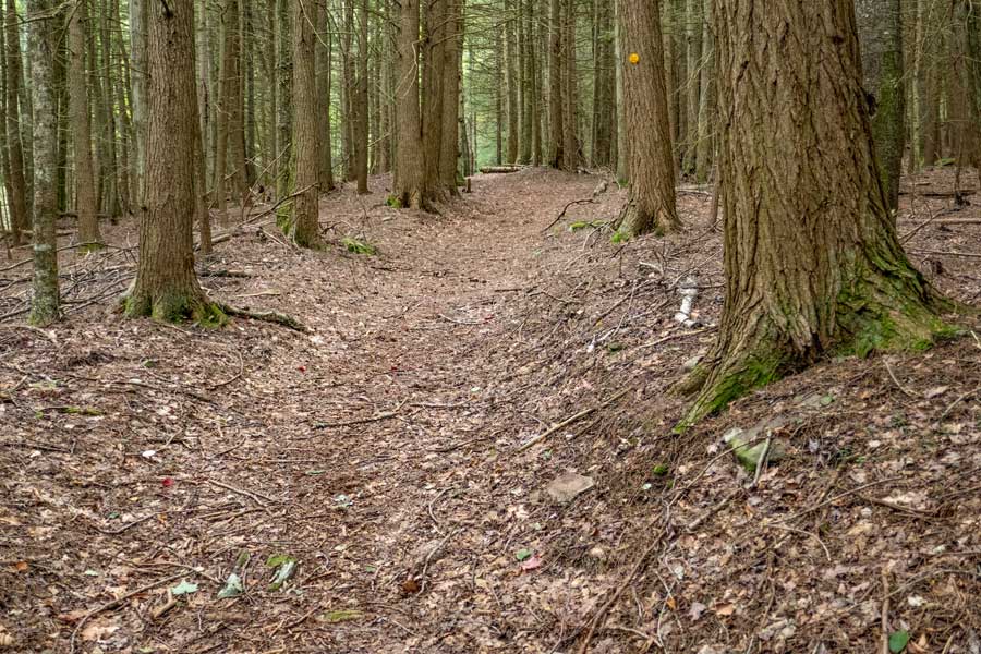 conifer forest on the lower part of the German Hollow Trail