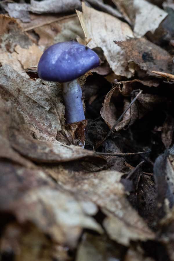 Rare European mushroom near the old house foundation in the German Hollow