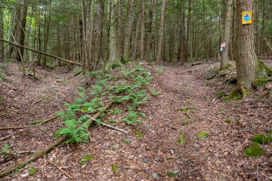 Near the end of New York State land in the German Hollow and near Chris Long Road in Margaretville NY