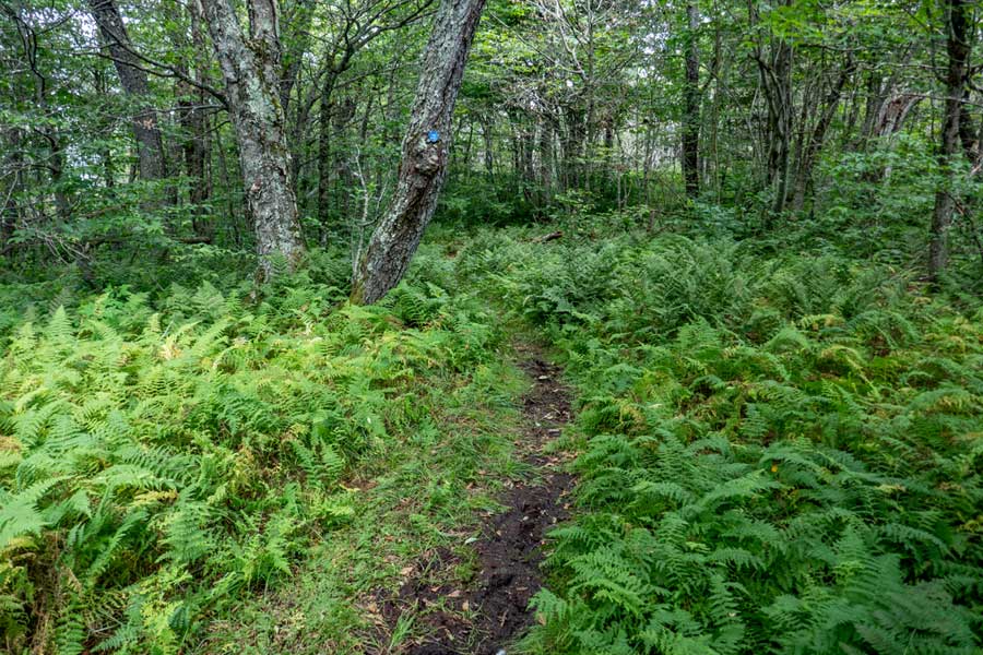 fern glades and muddy sections on the Dry Brook Ridge
