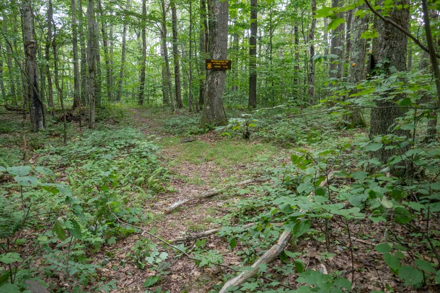 Trail Junction for the German Hollow Trail on the Dry Brook Ridge Trail 