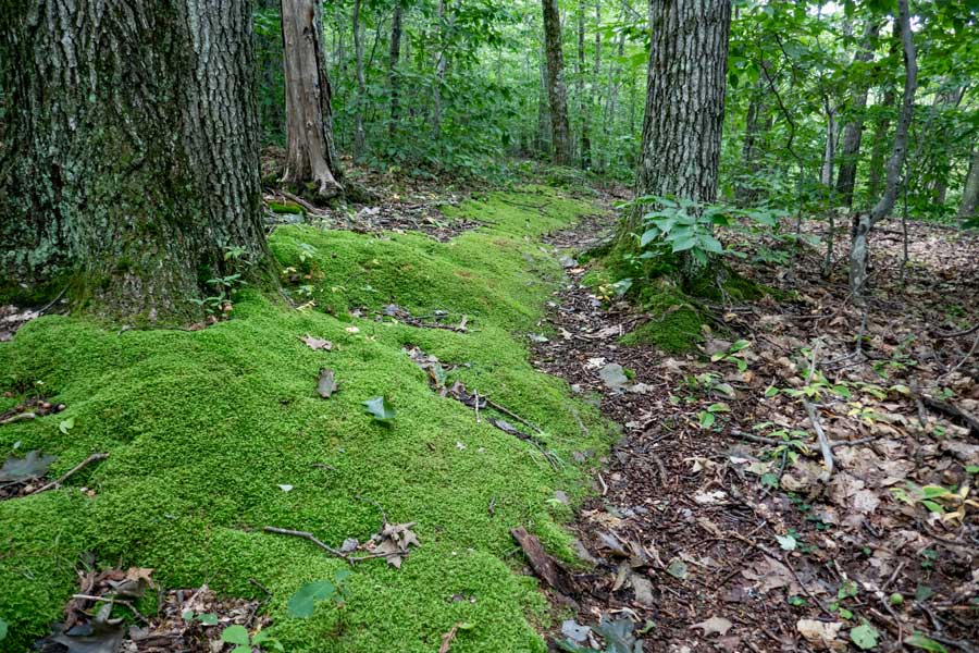 mossy sections of the Dry Brook Ridge Trail towards Pakatakan Mountain