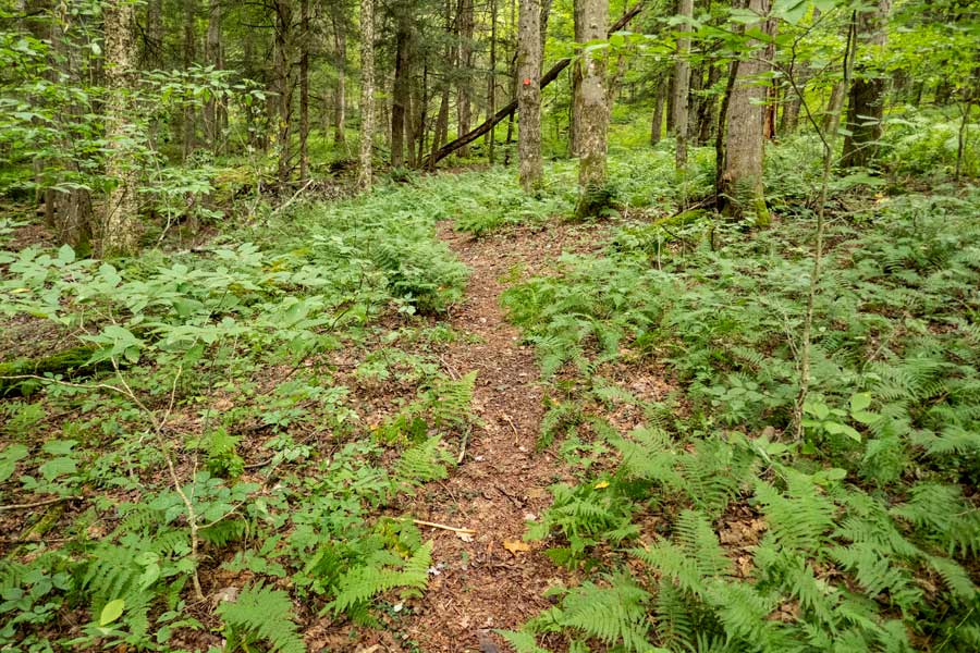 Trail Junction for Huckleberry Loop and the Balsam Lake Mountain Trail