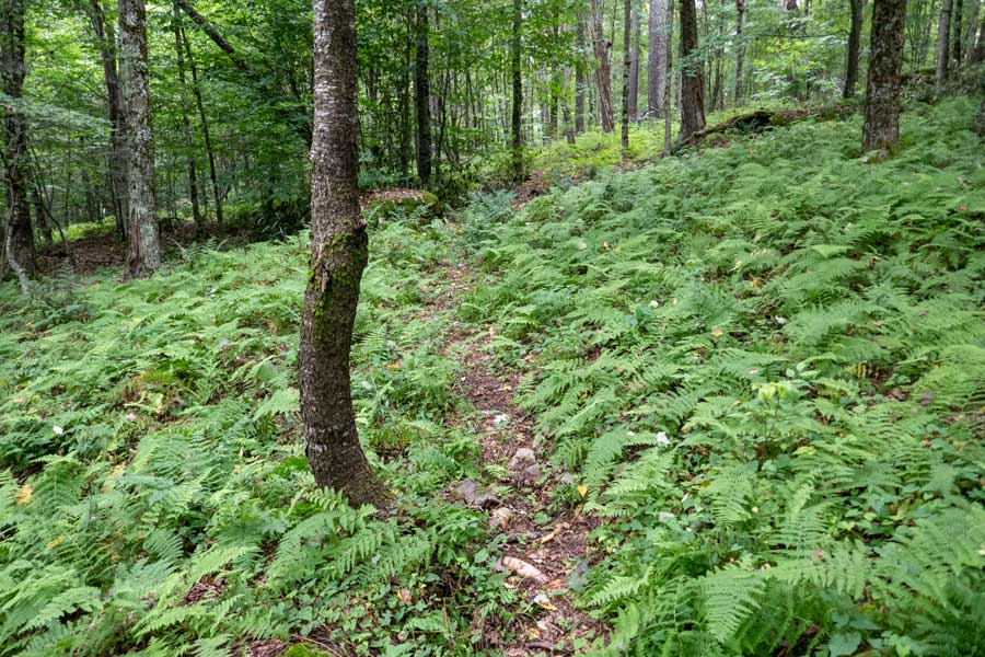 fern glade near the ridge of the first section of the huckleberry loop trail