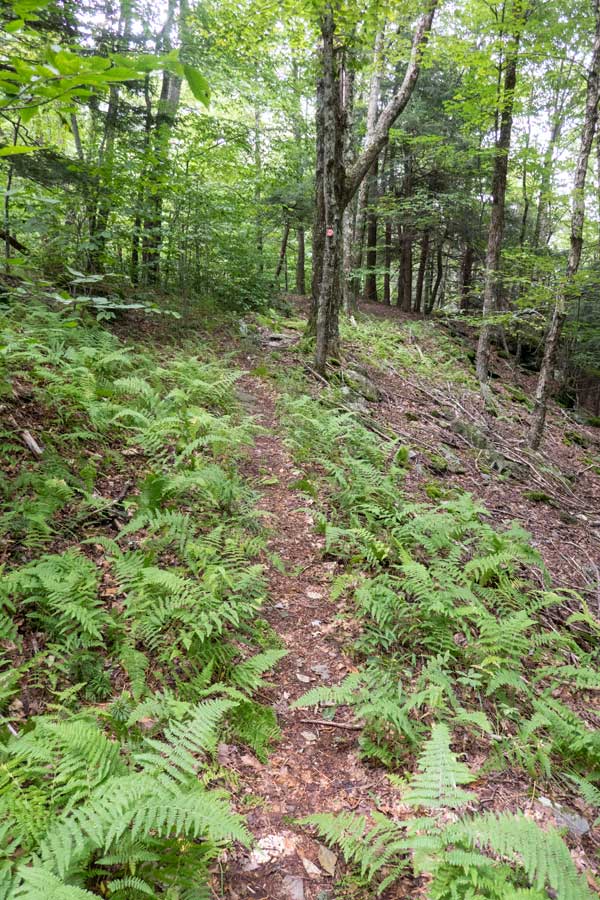 The Huckleberry Loop trail will be deciduous and fern glades 