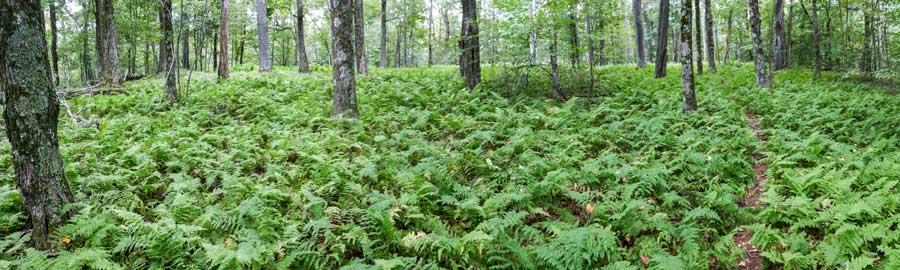 largest fern glade in the catskill mountains on the huckleberry loop trail