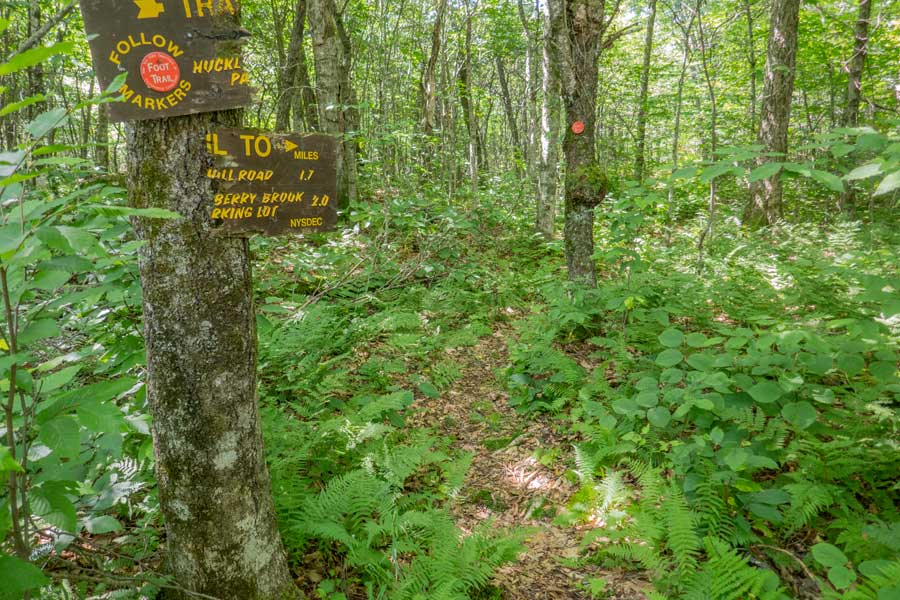 top section of the northern leg of the Huckleberry Loop Trail