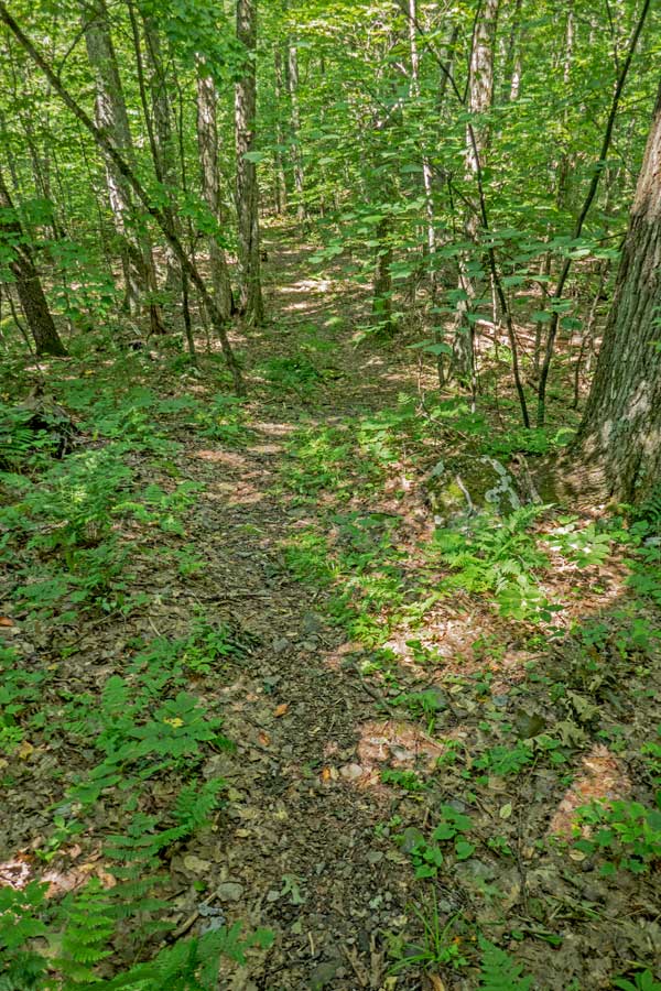upper part of the northern Huckleberry Loop Trail