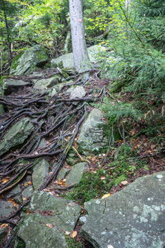 Trail from Mink Hollow Pass to the summit of Plateau Mountain