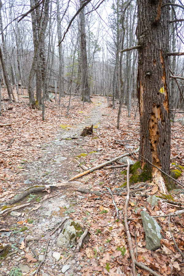 typical view of the Byrdcliffe Trail