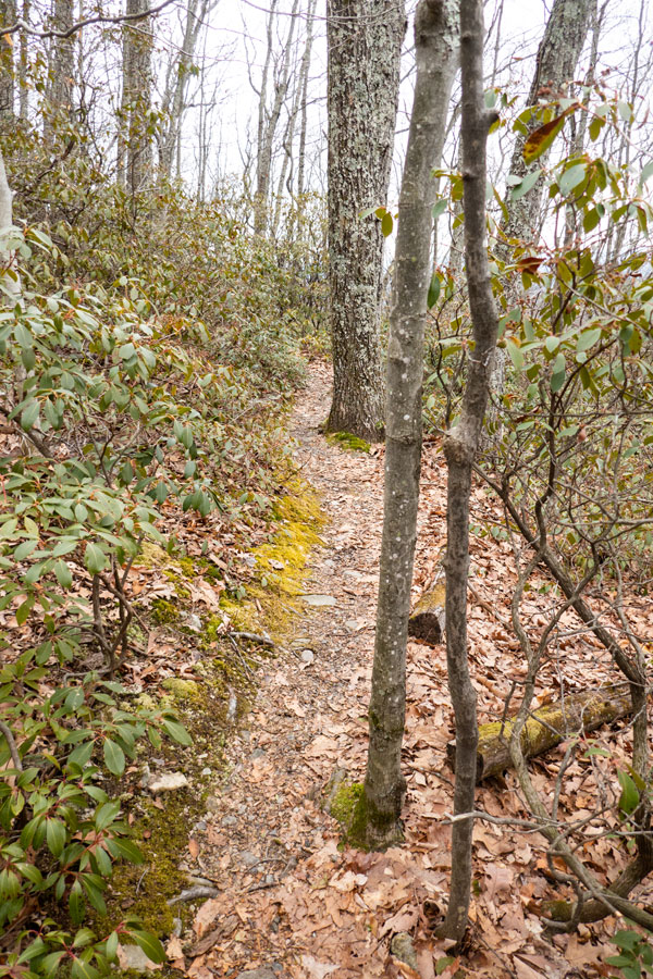 Mountain Laurel on the Mount Guardian Trail