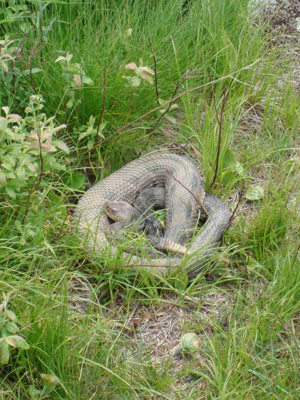 Timber Rattlesnake