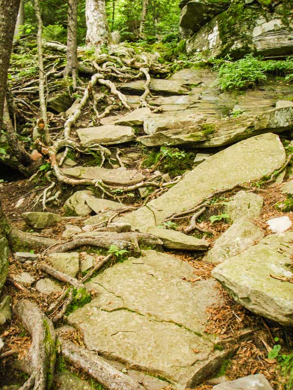 rooty section of Devil's Path to Sugarloaf Mountain