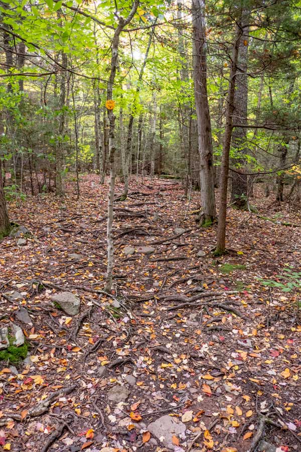 Roaring Kill Trail