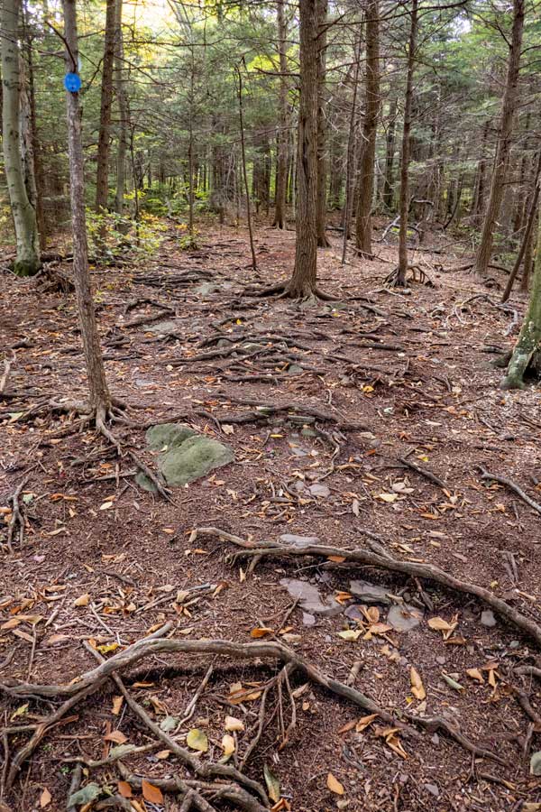 rooty section of the Pecoy Notch Trail