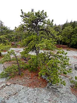 scrub pine on hawkeye ledge