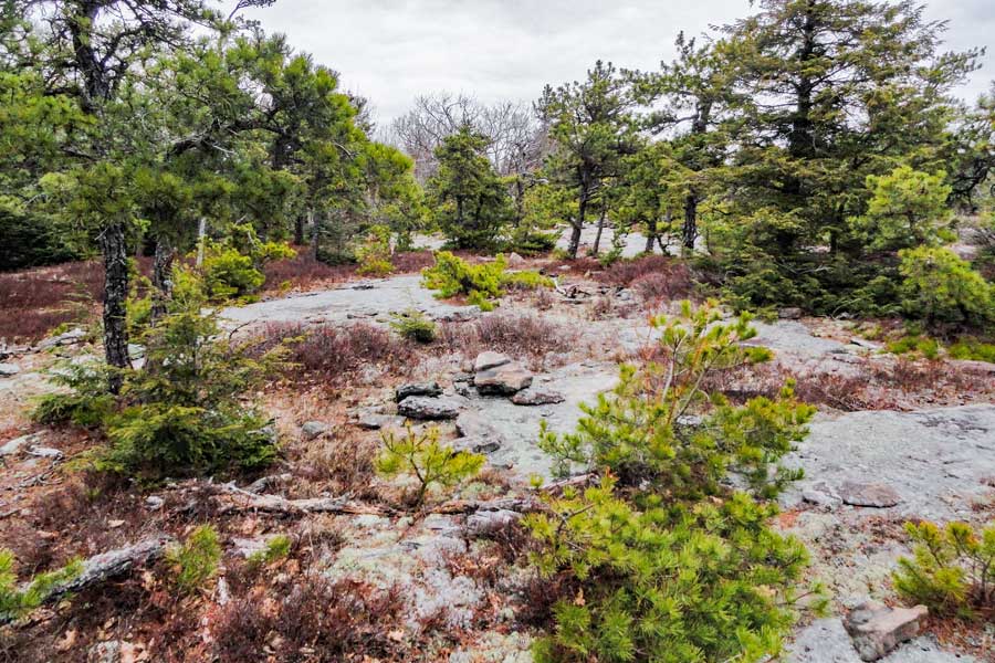 hawkeye with scrub pines
