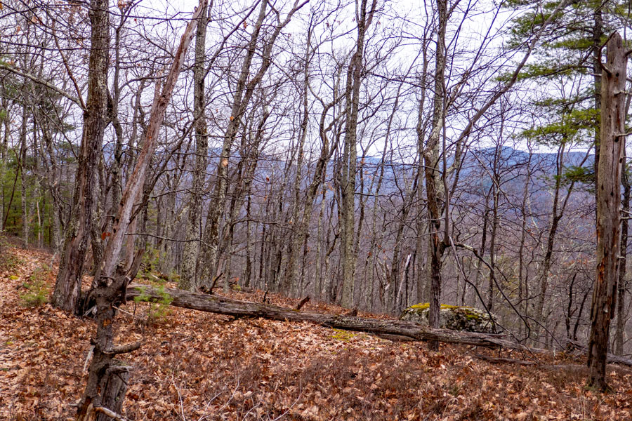 Limited view from Beetree Hill trail towards Overlook mountain