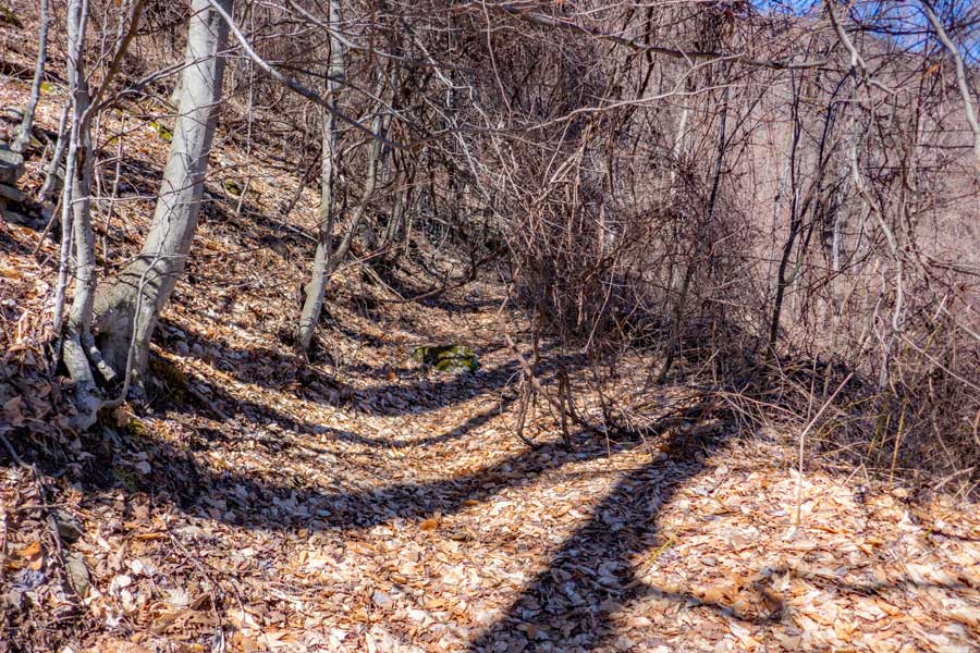 Grape vines clogging the trail on the Breath Hill trail and created a view spot of Ashokan High Peak and Little Rocky Mountain.