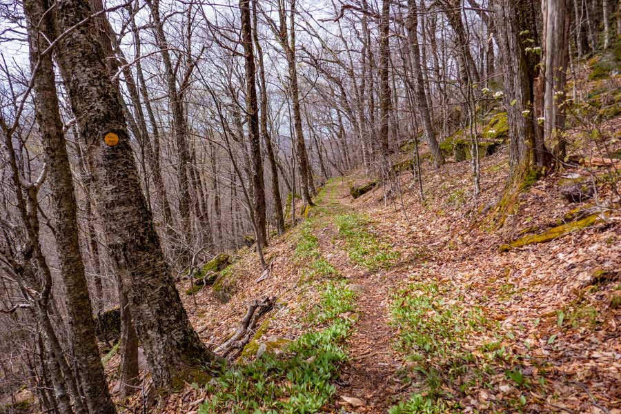 The phoenicia east branch trail wraps around the East Wildcat Mountains