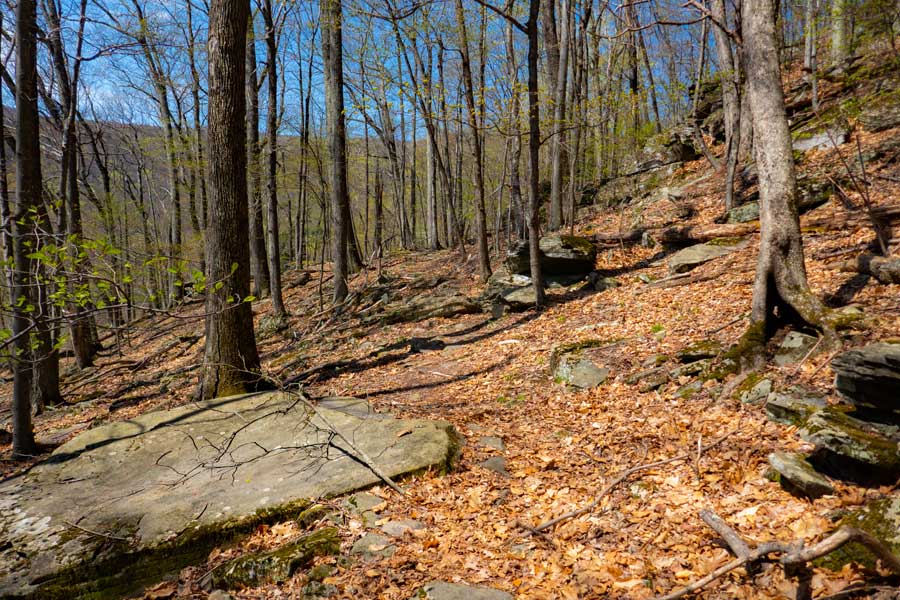 view of the trail from Woodland Valley to Giant Ledge 