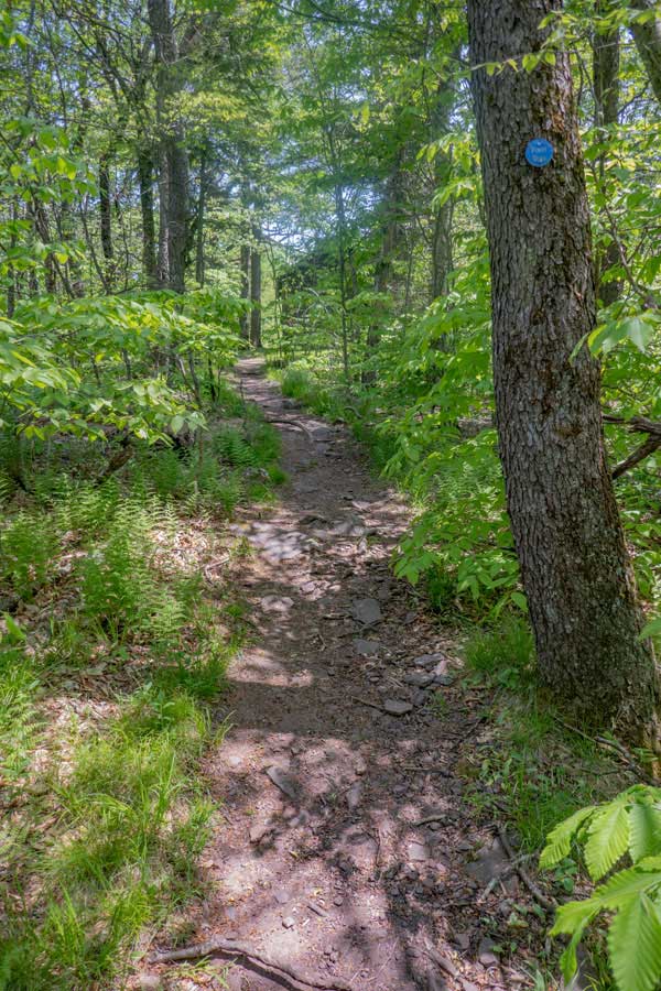 section of the trail just before the Red Hill Fire Tower
