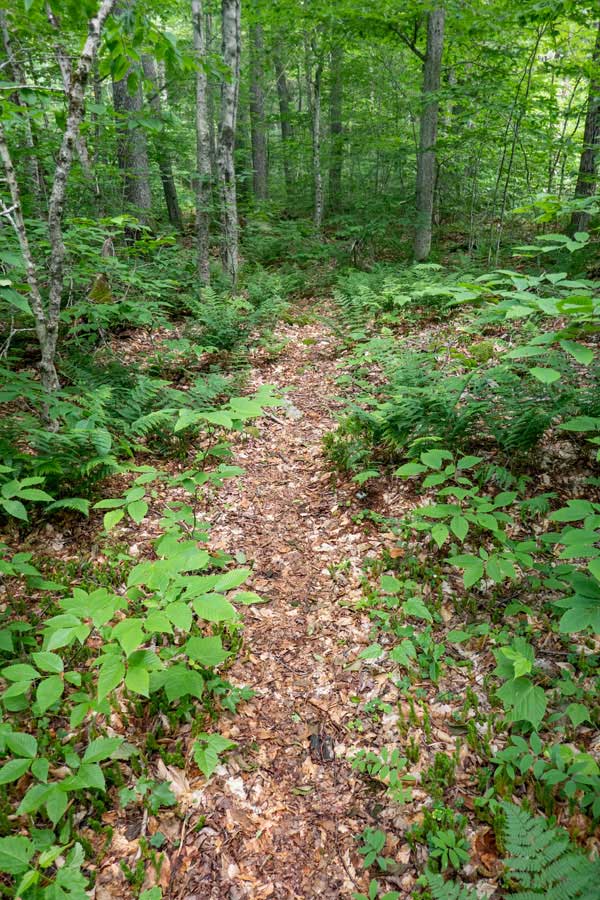 beginning of the Long Pond - Beaver Kill Ridge Trail 