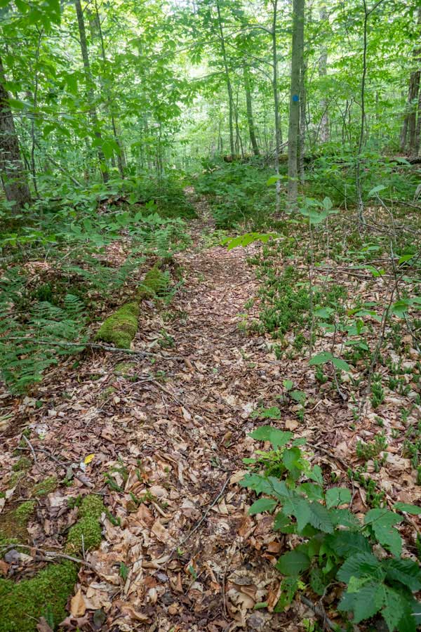 trail between west sand pond mountain and east mongaup mountain