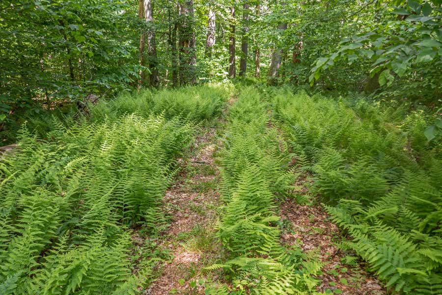 Fern glades on the Mongaup-Willowemoc
